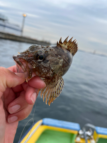 カサゴの釣果