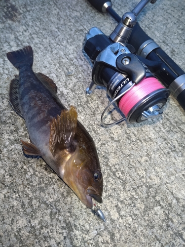 アイナメの釣果