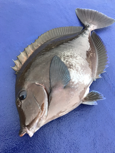 ニザダイの釣果