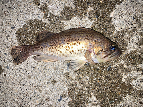 ソイの釣果