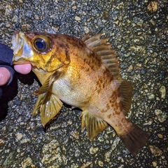 メバルの釣果