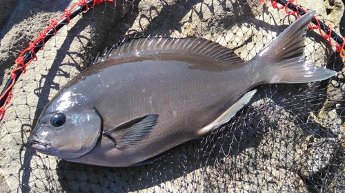 オナガグレの釣果