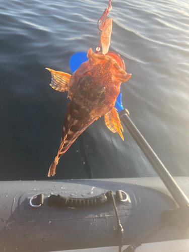 カサゴの釣果