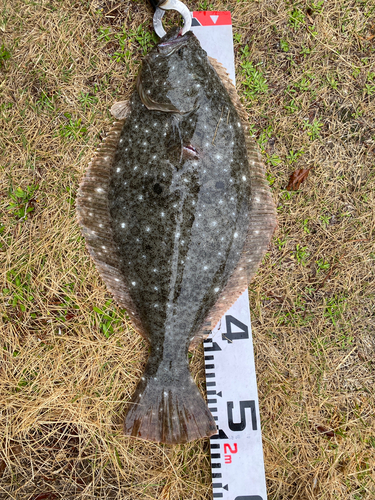 ヒラメの釣果