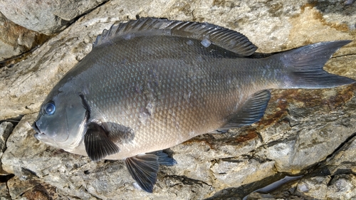 オナガグレの釣果