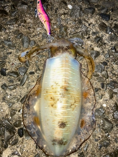 アオリイカの釣果