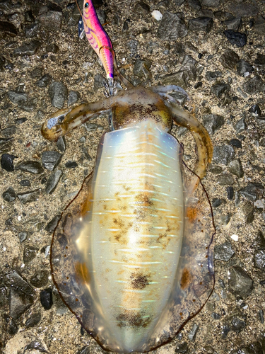 アオリイカの釣果