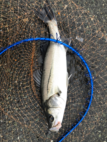 フッコ（マルスズキ）の釣果