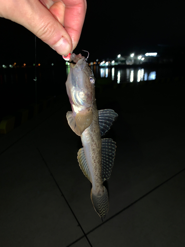 ハゼの釣果