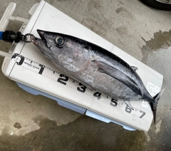 ビンチョウマグロの釣果