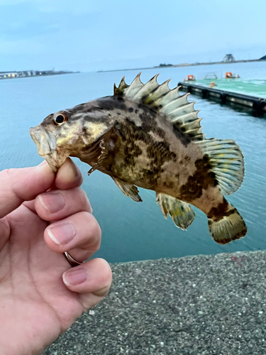 ソイの釣果