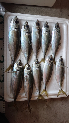 アジの釣果