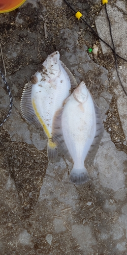 カレイの釣果