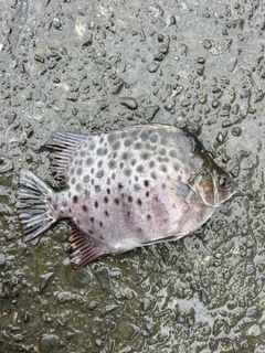 クロホシマンジュウダイの釣果