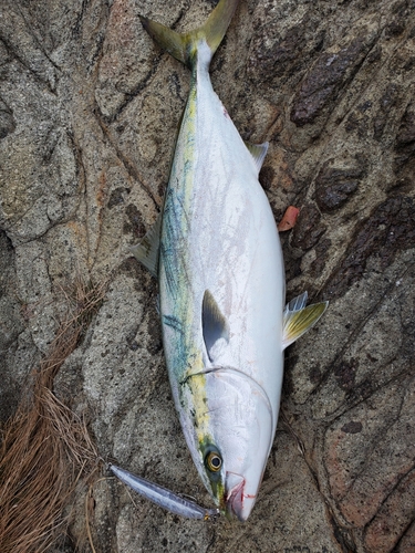 ヤズの釣果