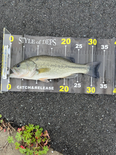 ブラックバスの釣果