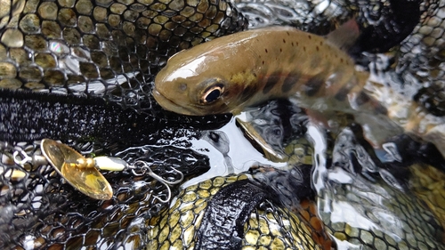 アマゴの釣果