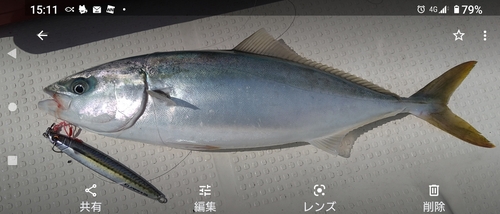 ヤズの釣果