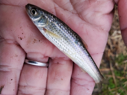 ホンモロコの釣果