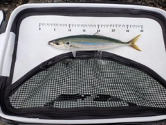 ムロアジの釣果