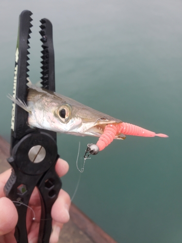 カマスの釣果