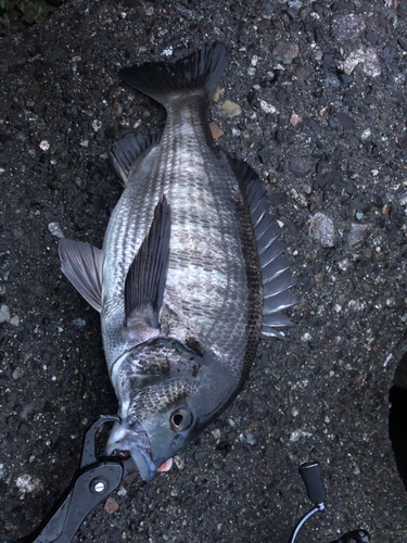 クロダイの釣果