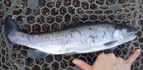 サクラマスの釣果