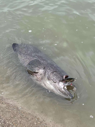 タマカイの釣果