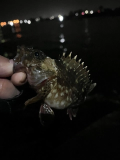 カサゴの釣果