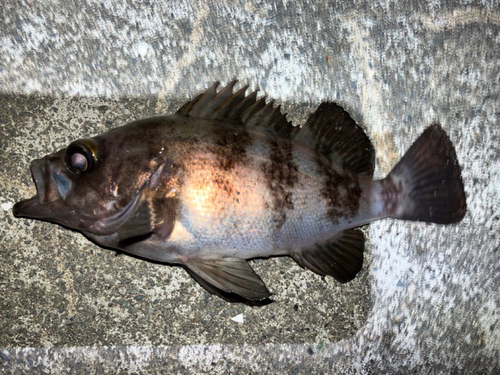 メバルの釣果