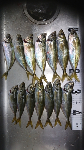 アジの釣果