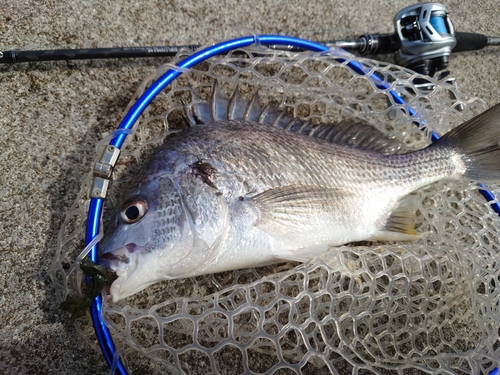 キビレの釣果