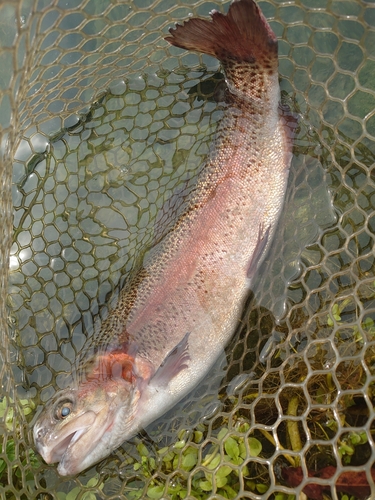 ニジマスの釣果