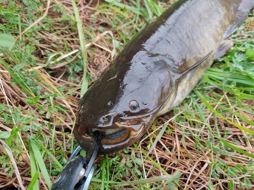 ナマズの釣果