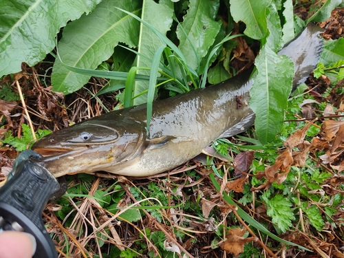 ナマズの釣果