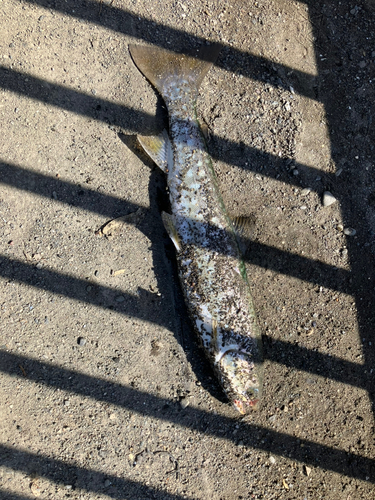 アメマスの釣果