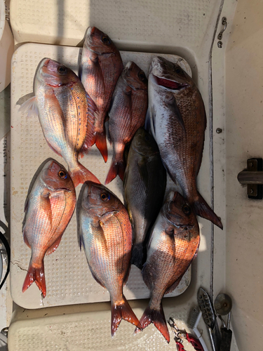 マダイの釣果