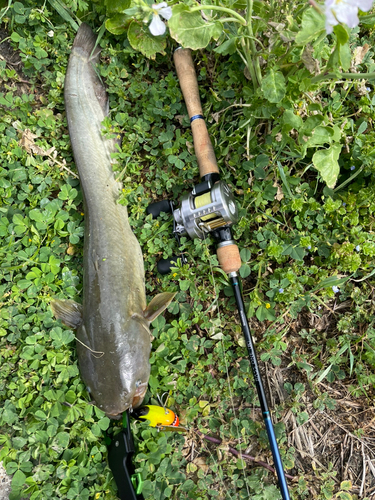 ナマズの釣果