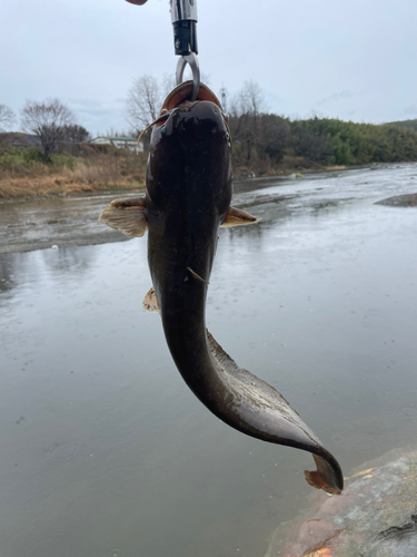 ナマズの釣果