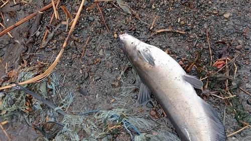 アメリカナマズの釣果