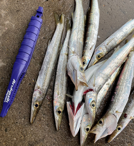 カマスの釣果