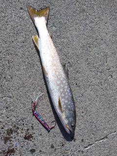 アメマスの釣果