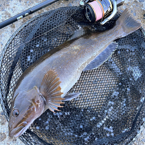 アイナメの釣果