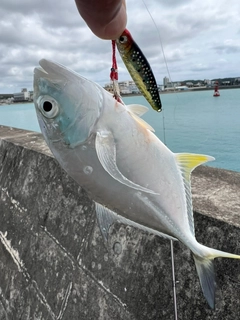 ガーラの釣果