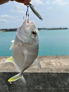 ガーラの釣果