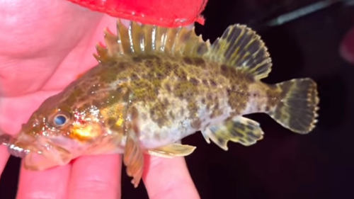 タケノコメバルの釣果