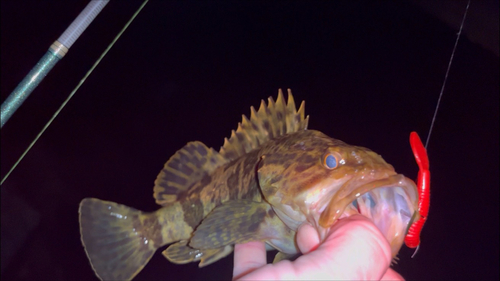 タケノコメバルの釣果