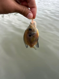 ブルーギルの釣果