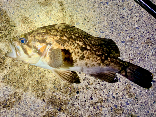 クロソイの釣果