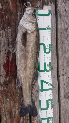 マルスズキの釣果